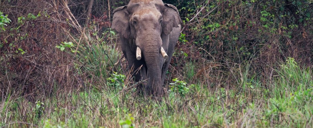 Elefante Dhurbe