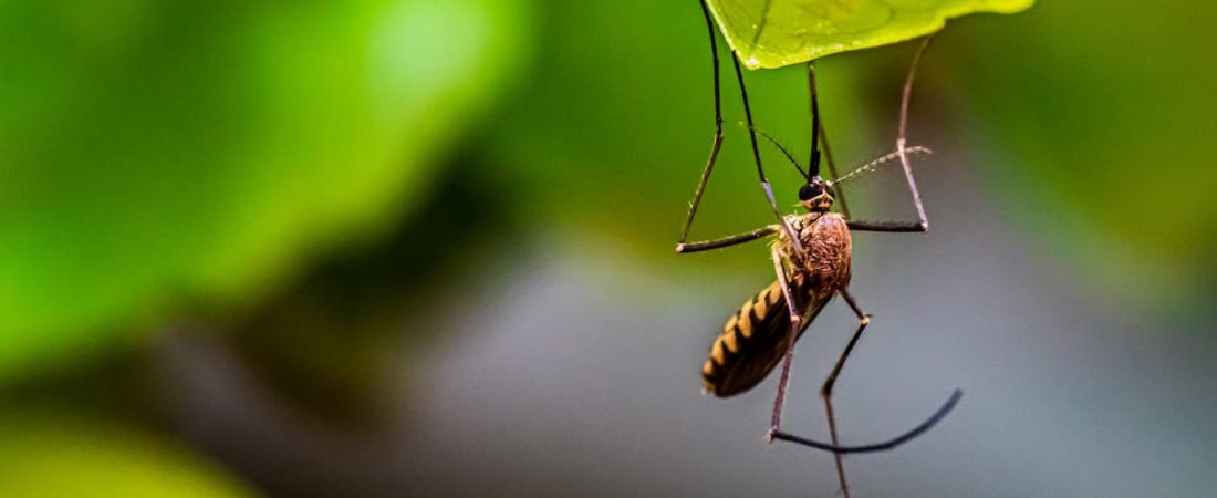 Estados Unidos: liberarán millones de mosquitos modificados genéticamente