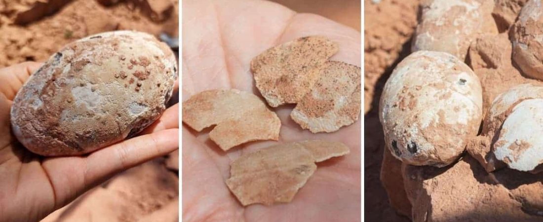 Investigadores encontraron 5 huevos fosilizados de dinosaurios de hace más de 60 millones de años en Brasil