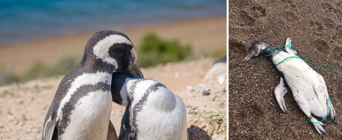 Aparecieron pingüinos muertos en las costas de Chubut con signos de ahorcamiento