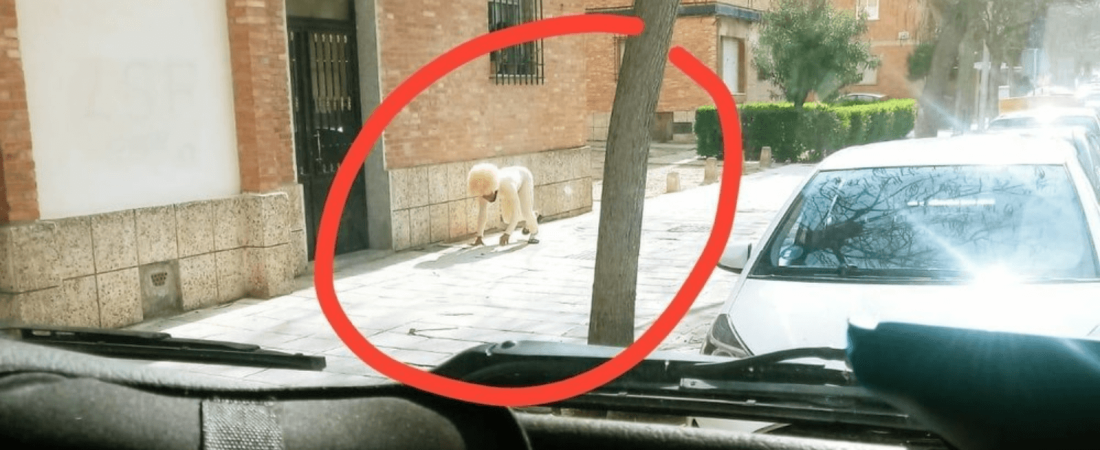 España Polémica en Toledo por un hombre que se disfrazó de perro para andar en la calle durante la cuarentena 0