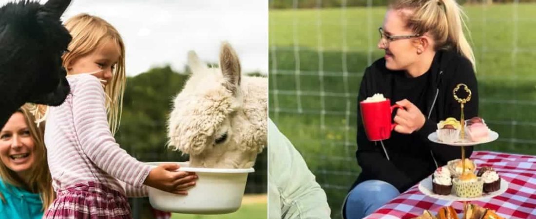 Esta experiencia en Airbnb invita a disfrutar el té de la tarde entre alpacas y es todo lo que necesitas para alegrar tu día-1