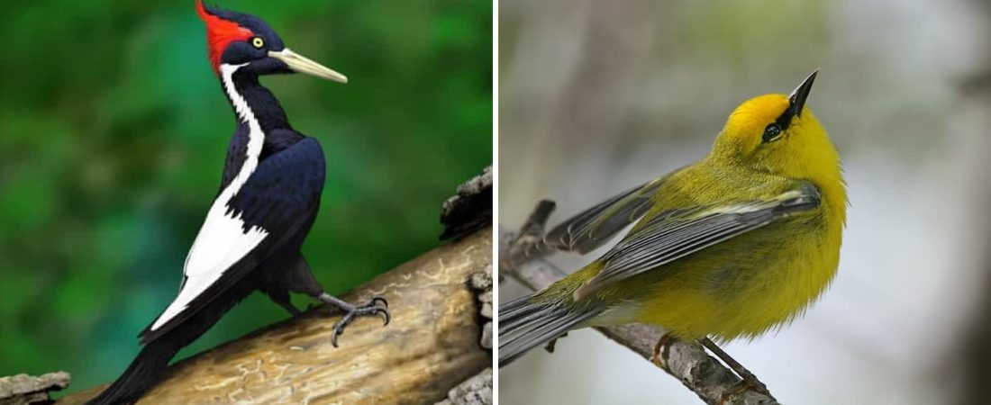 Estados Unidos declaró como extintas a 23 especies