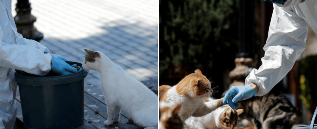 Estambul Autoridades se encargan de alimentar a miles de gatos callejeros ante la ausencia de personas en las calles 43