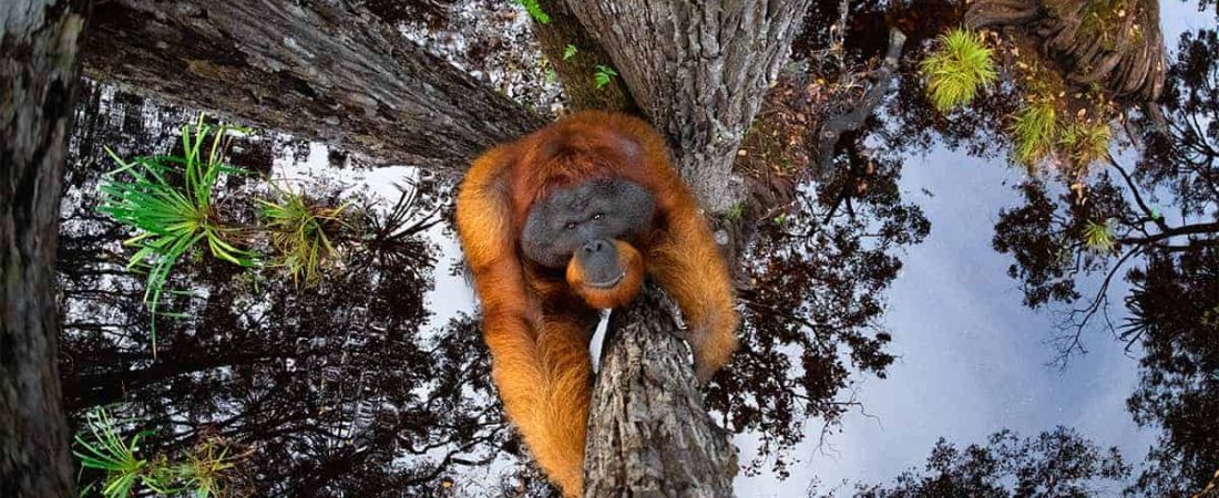 Estas son las fotos ganadoras de los World Nature Photography Awards 2020, un año donde la naturaleza encontró su máximo esplendor 0