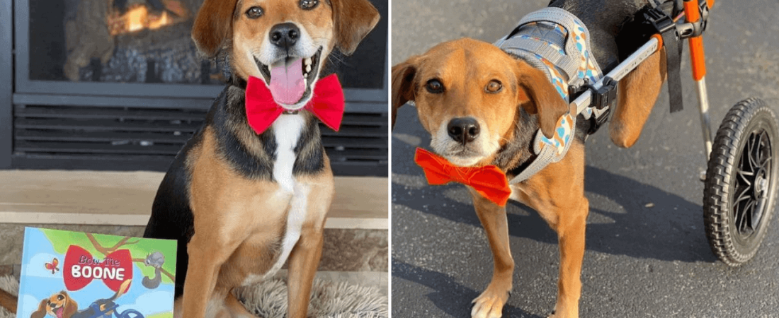 Este adorable beagle sobrevivió al abuso de sus cuidadores y ahora protagoniza un tierno libro infantil 1