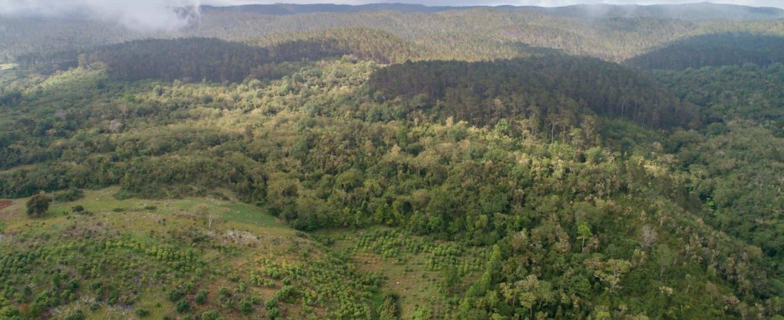 Este documental sobre la producción de aguacates en el mundo muestra cómo la sobreexplotación está afectando a su biodiversidad 2