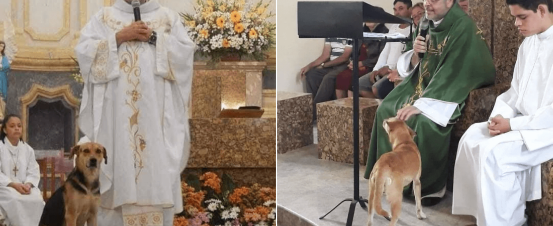 Este sacerdote brasileño lleva perros abandonados a la parroquia para que sean adoptados durante las misas 1