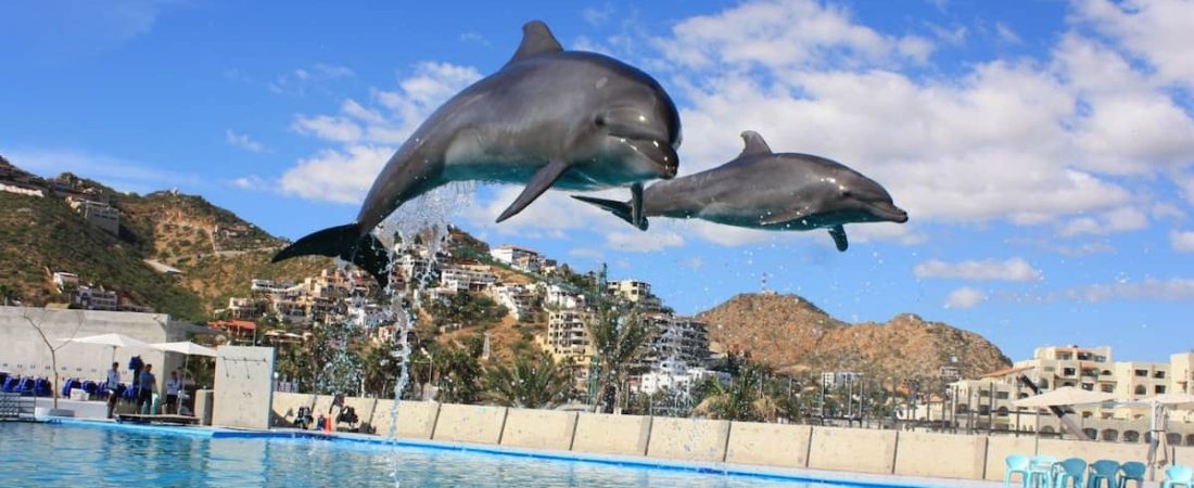 Expedia deja de ofrecer vacaciones que incluyen experiencias con ballenas y delfines en cautiverio