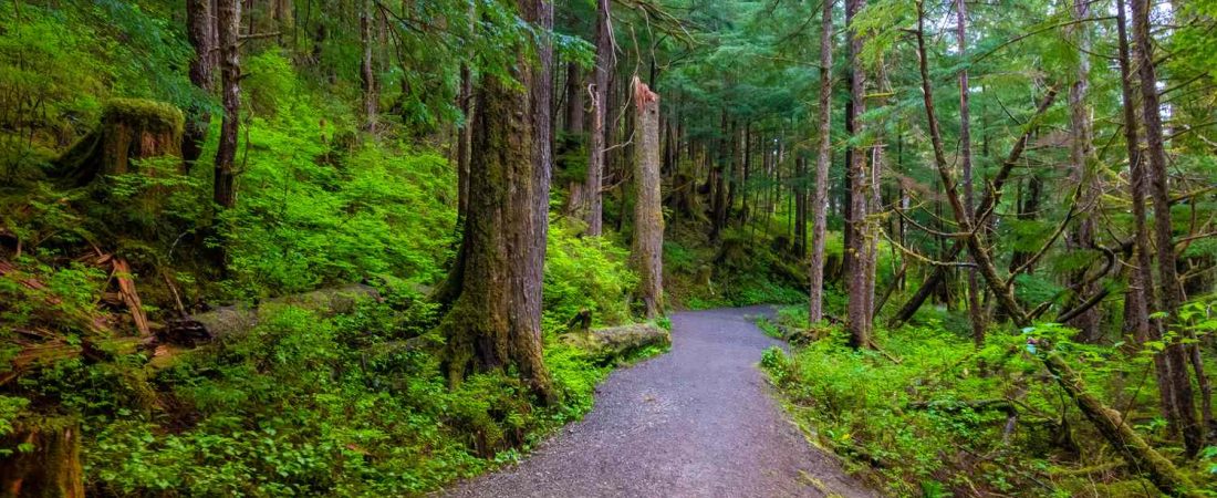 Explora-el-bosque-templado-mas-grande-del-mundo-en-Alaska-intriper.jpg