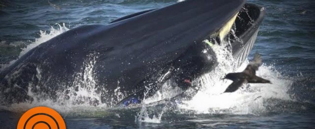 FUE TRAGADO POR UNA BALLENA