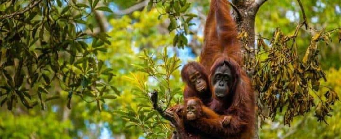 Familia-de-orangutanes-de-Borneo.-Imagen-vía-Wall-Street-Journal