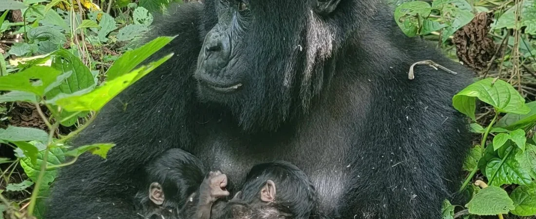 Female-Mafuko-and-Twins-Bageni-Family-e1767700364260