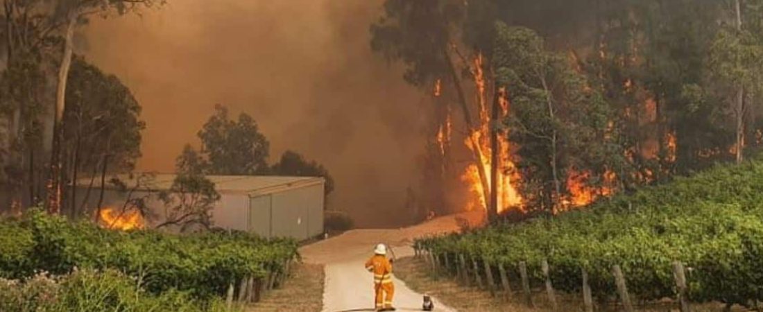 Firefighter-Koala