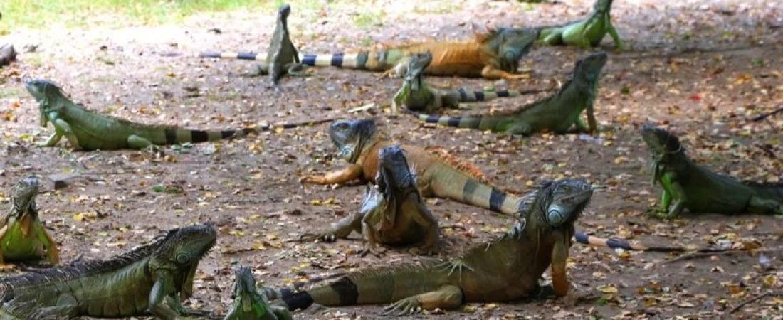 iguanas