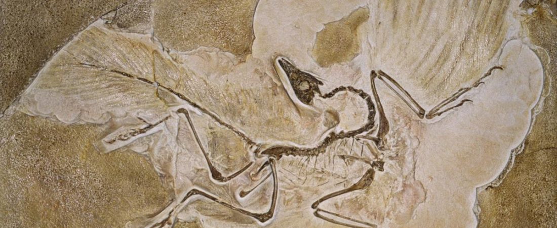 Fosil-descubierto-revela-nuevos-datos-sobre-el-origen-de-las-aves-intriper.jpg