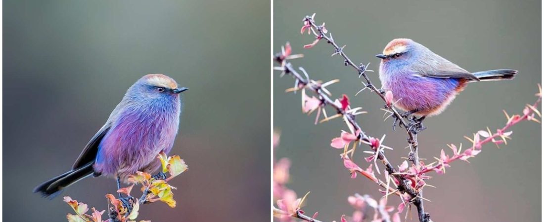 pajaro