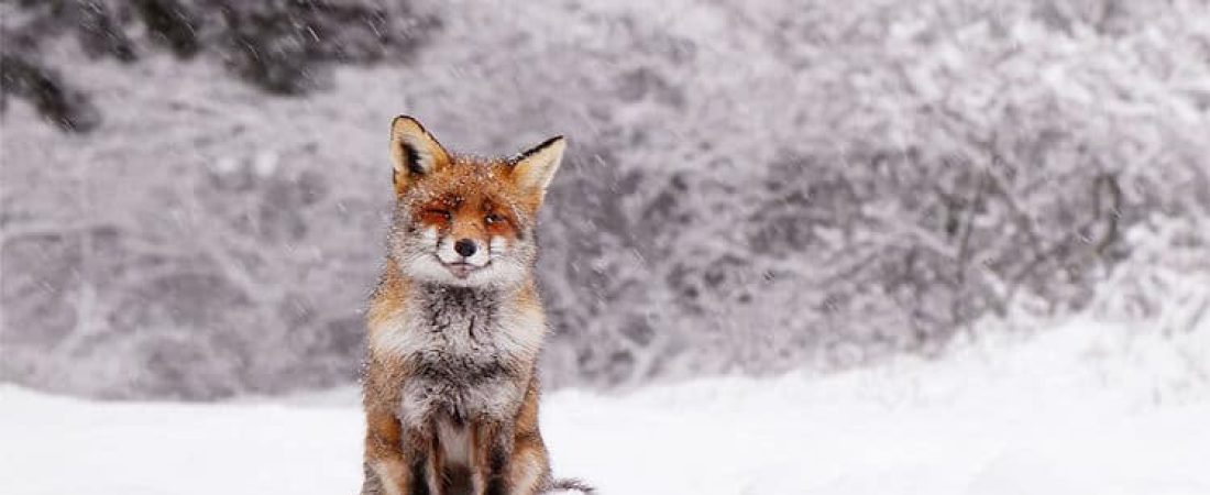 Fotógrafa neerlandesa registra encantadoras imágenes de zorros rojos disfrutando del clima invernal-5