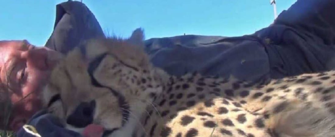 Fotografo-de-vida-silvestre-se-despierta-junto-a-un-guepardo-1024x683