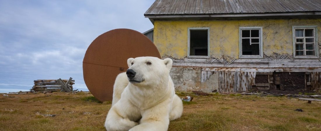 Fotógrafo descubre una población de osos polares viviendo en una isla abandonada en Rusia-2