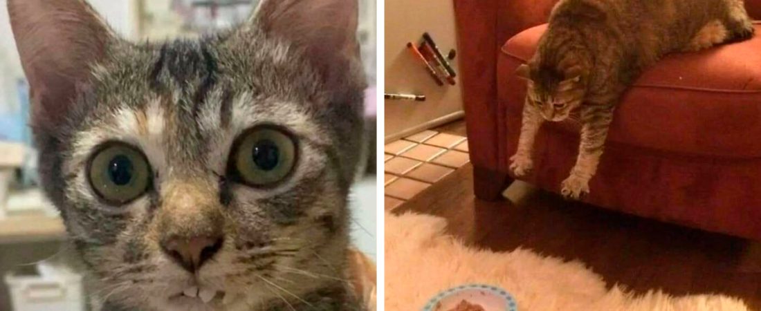 Fotos-de-gatos-tiernos-que-alegraran-tu-dia-al-instante-intriper.jpg