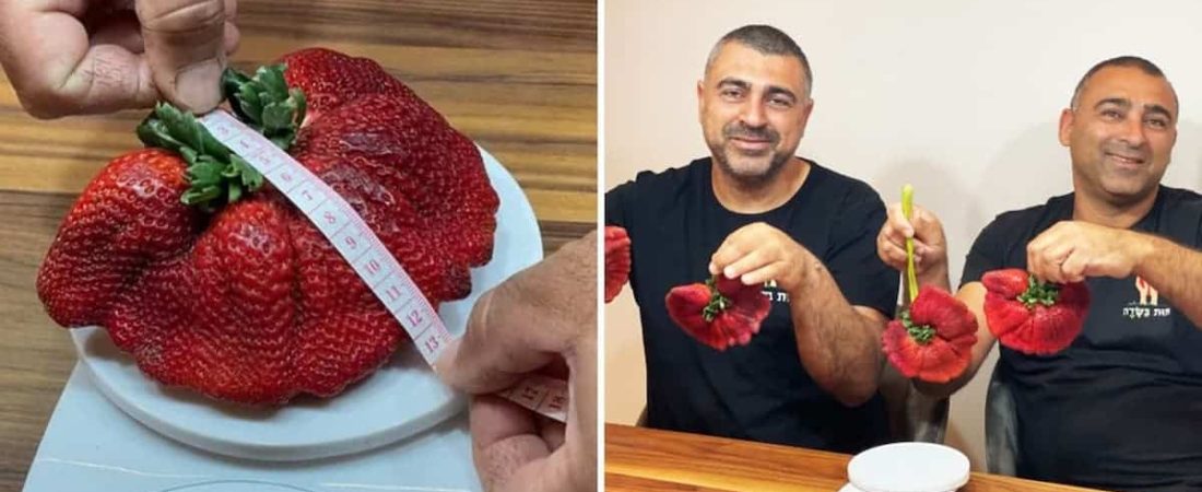 La nueva frutilla más pesada del mundo fue encontrada en Israel y pesa casi 300 gramos