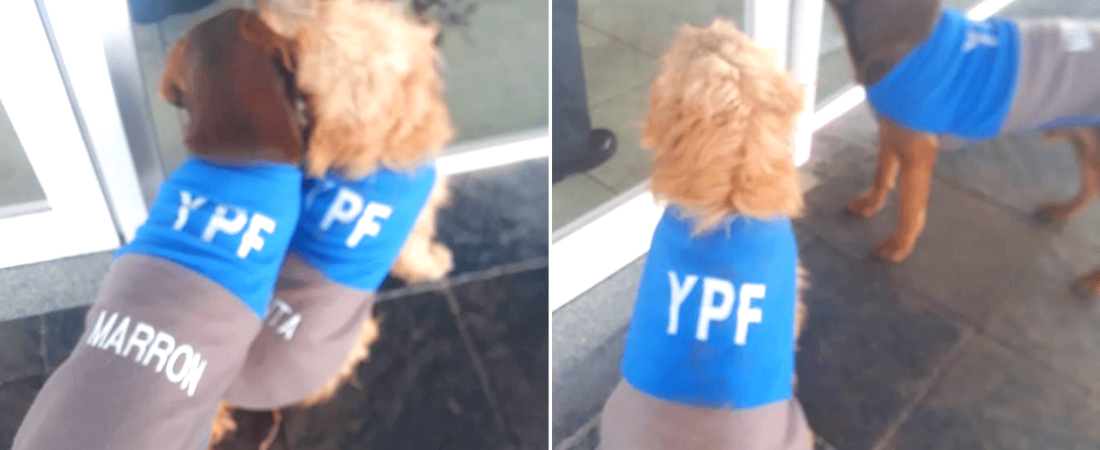 Furor Una estación de servicio adoptó dos perritos callejeros vistiéndolos con el mismo uniforme de trabajo de sus empleados 153