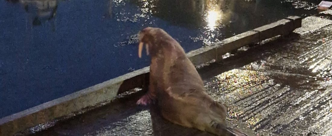 G4MDJTBLSZCKVPRSDOQ2HIFQNQ