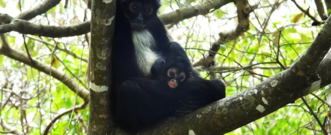 GGAF7ETMNBCZPBME7LLPIMYQIA