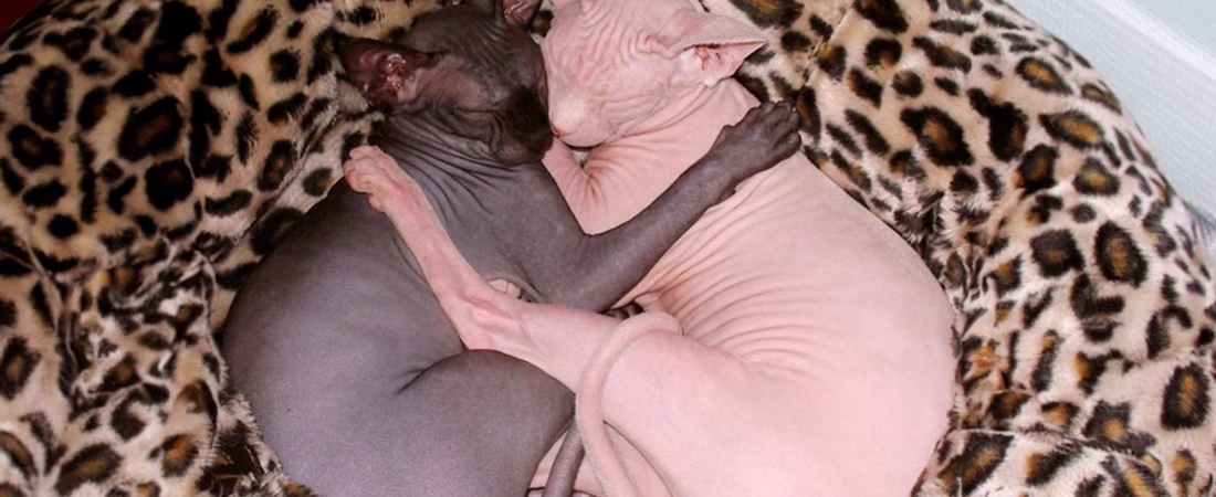 GSF4GMCDQNE43BPTWB265WRXT4