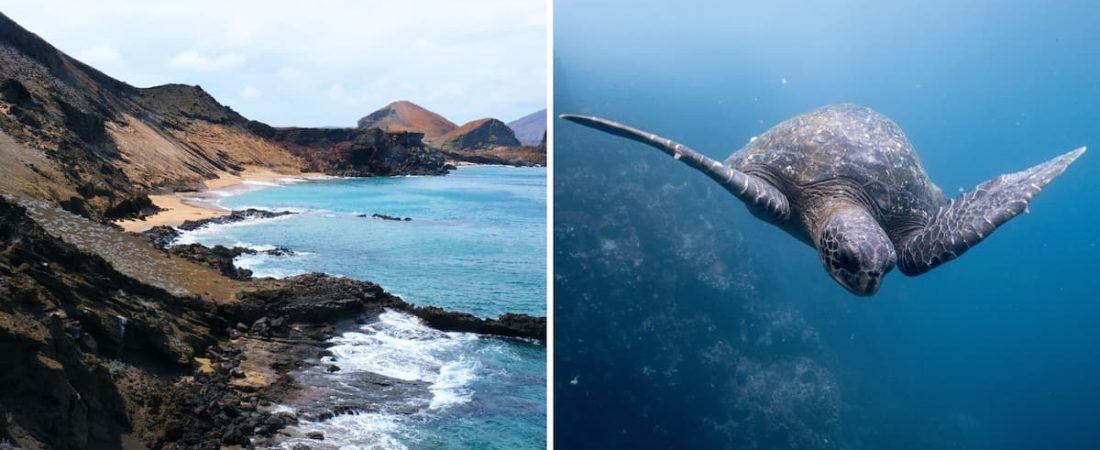 Costa Rica y Galápagos están trabajando en conjunto para crear un corredor submarino seguro para los peces