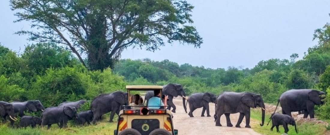 Game-Drive-in-Murchison-Falls-National-Park-e1574844589456-1018x450