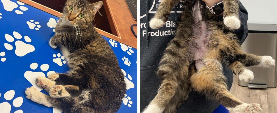 Gatito-con-seis-patas-se-recupera-tras-cirugia-que-cambio-su-vida-intriper.jpg