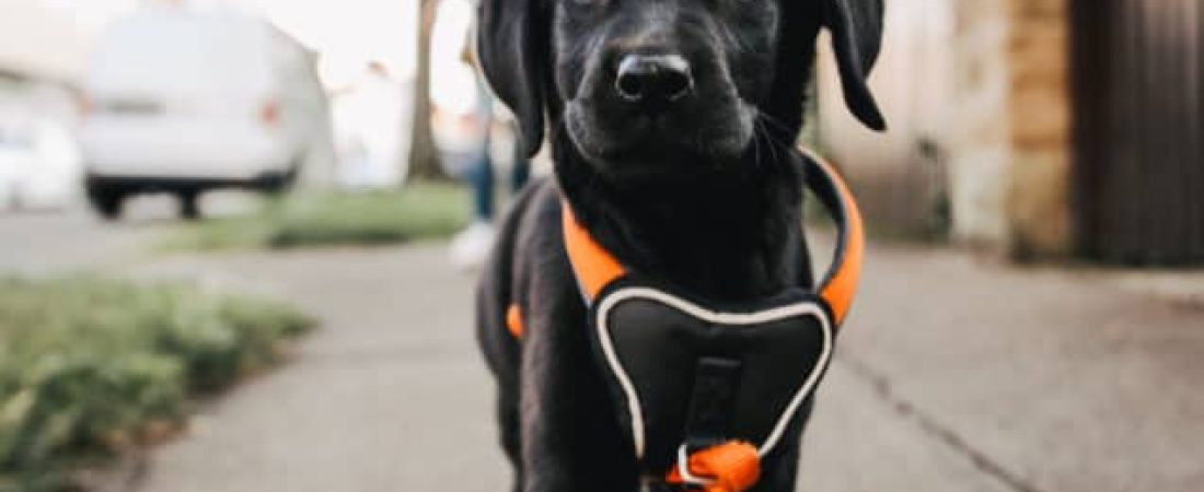 Portrait Of Black Puppy On Street