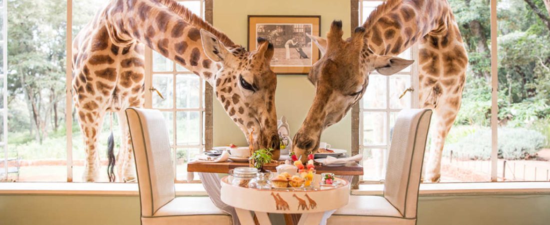 Giraffe-Manor