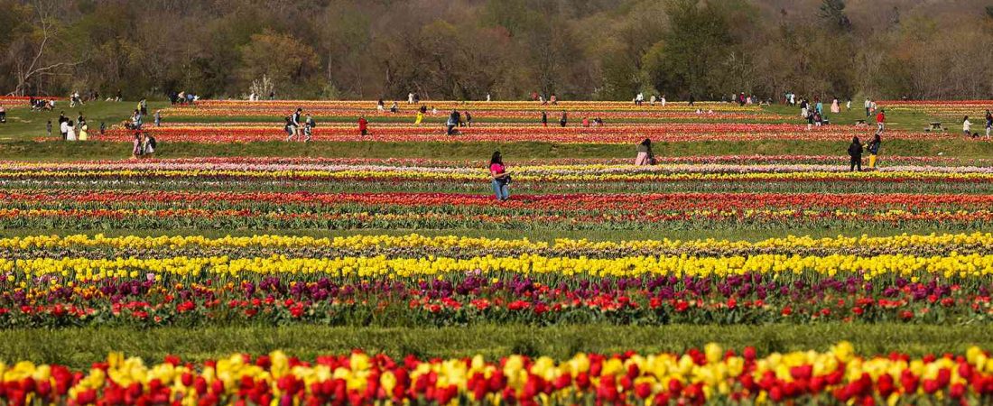 Granjas-de-tulipanes-en-Nueva-Jersey-que-parecen-de-Paises-Bajos-intriper.jpg