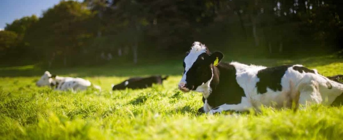 Un granjero intentó denunciar a sus vacas porque no dan leche