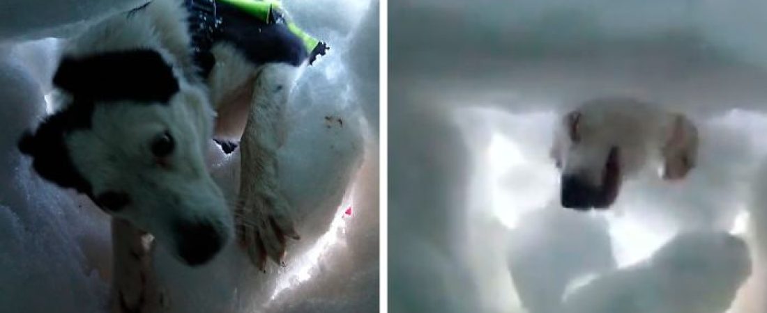 Hombre-enterrado-en-la-nieve-graba-al-perro-que-lo-salvo