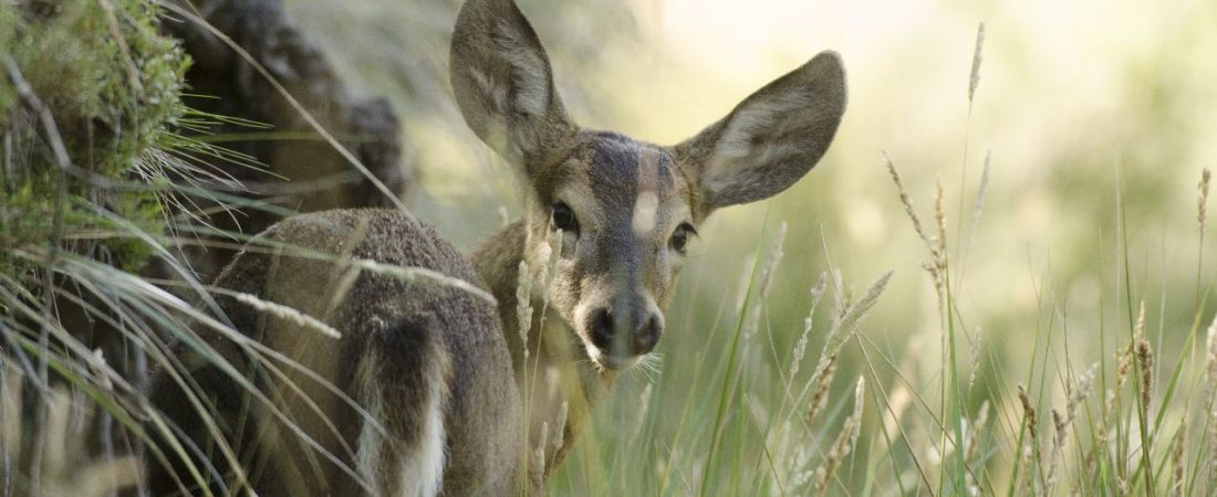 _Huemul cría - foto crédito Huilo Huilo