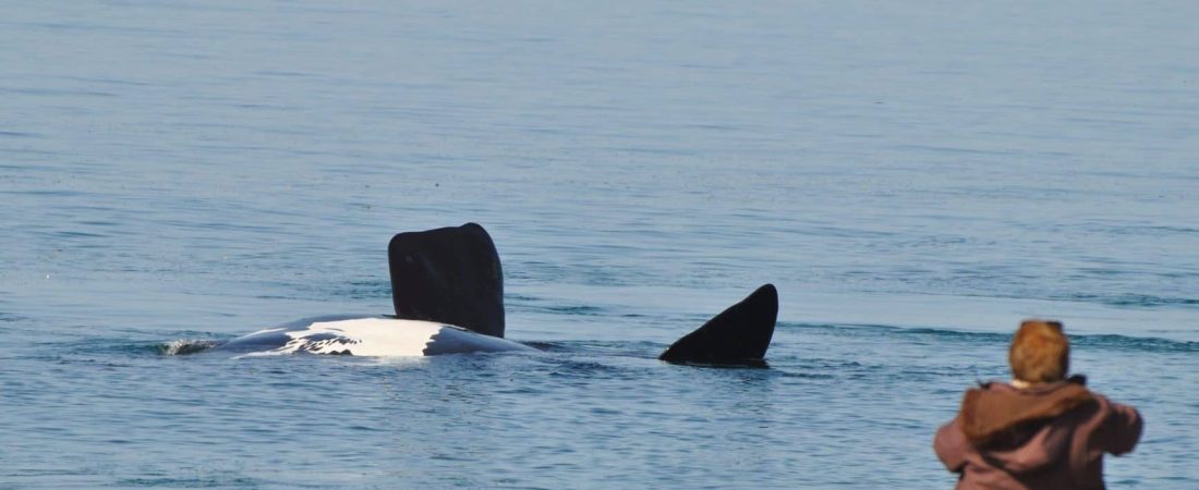 ballenas doradillo