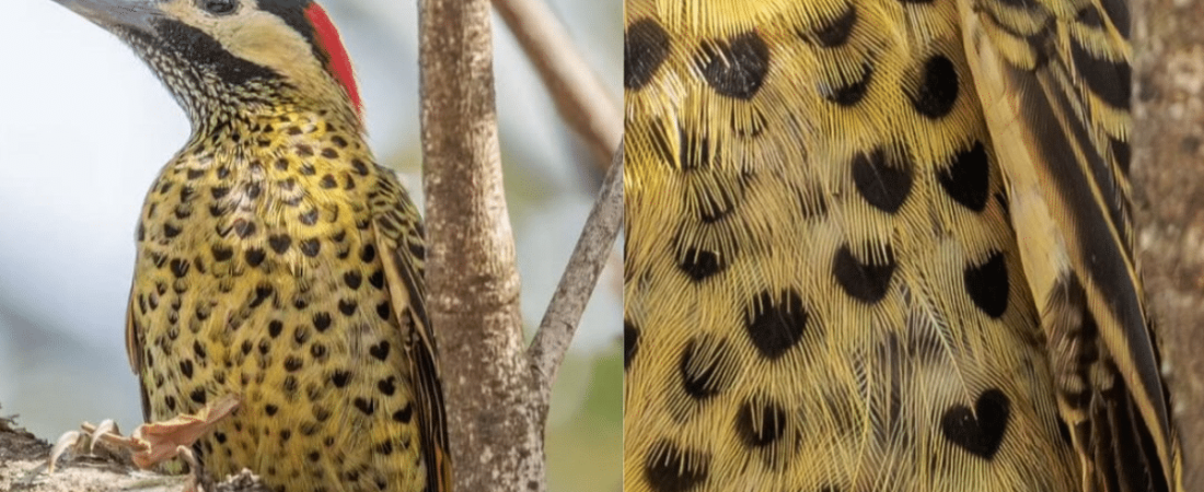 Imagen-de-referencia-2025-08-09T173717.671