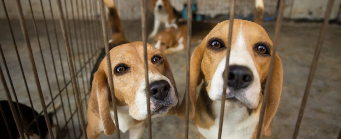 Indignante Rescataron 4.000 beagles de un centro de investigación de pruebas farmacéuticas en Estados Unidos