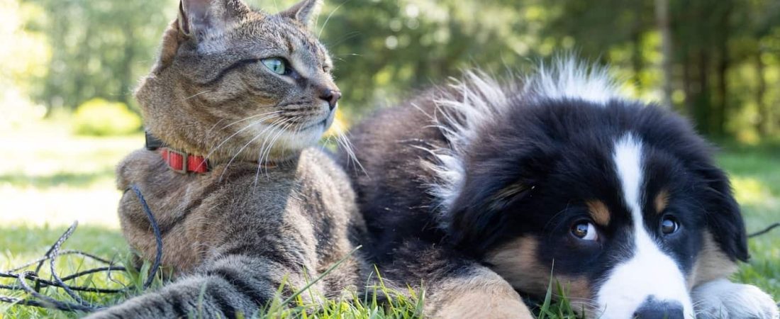 El secuestro de mascotas será considerado un delito en Inglaterra