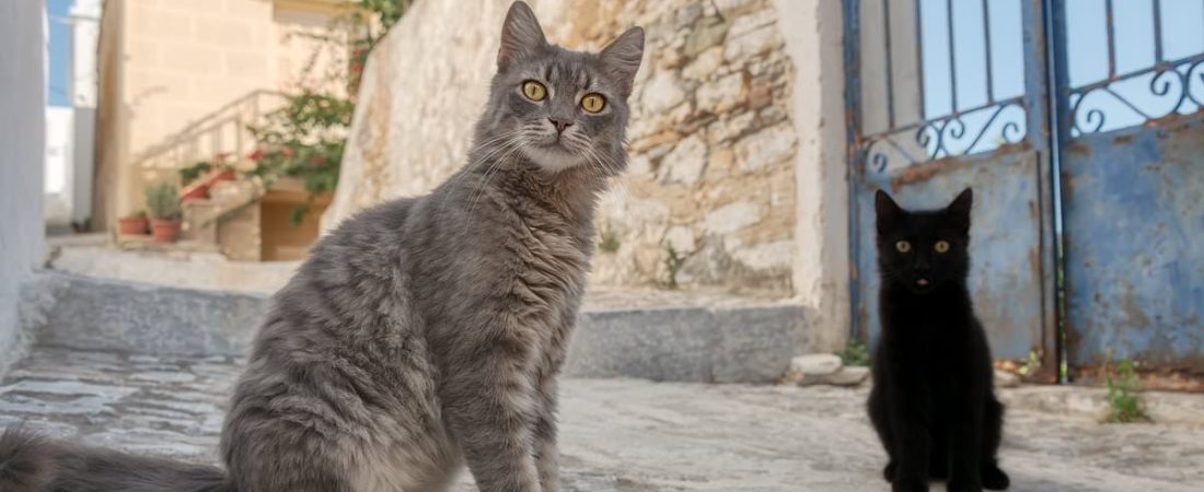 Isla-griega-ofrece-casa-gratis-a-quienes-cuiden-gatos-rescatados-intriper.jpg