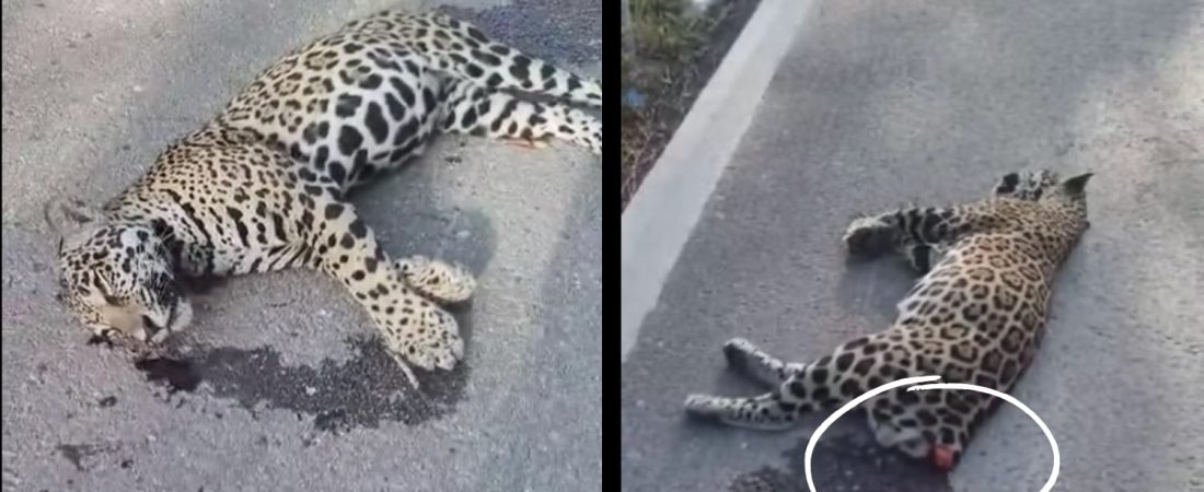 Jaguar asesinado Mexico