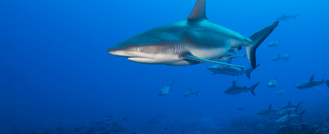 Japón-China-bloquean-iniciativa-internacional-para-evitar-aleteo-de-tiburones-2