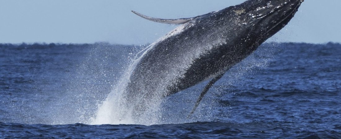ARCHIVO - Una ballena jorobada emerge cerca de la costa en Port Stephens, al norte de Sydney, Australia, el 18 de junio de 2025. (AP Foto/Mark Baker, Archivo)