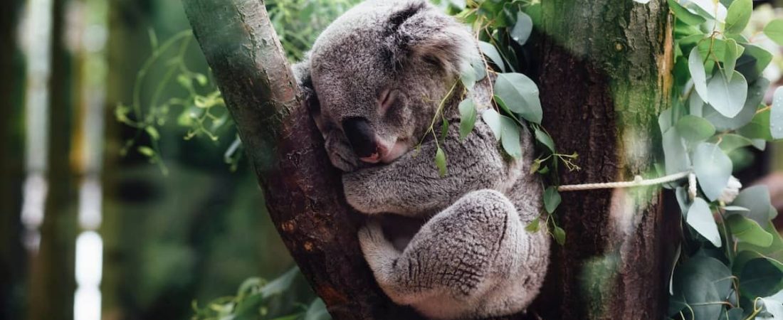 Australia incorpora a los koalas en la lista de especies en peligro de extinción