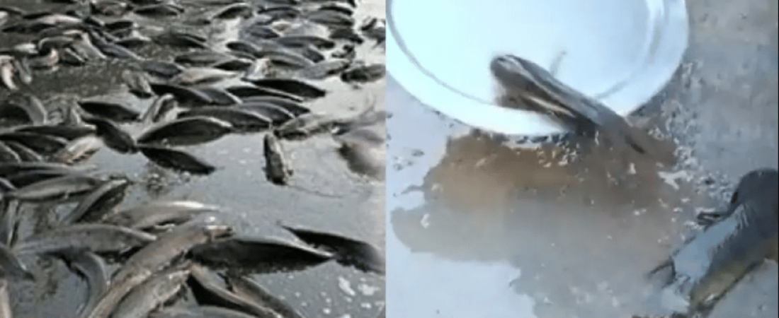 LLUVIA DE PECES