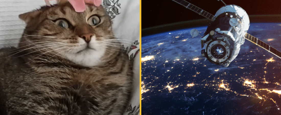 La Tierra acaba de recibir un vídeo de un gato desde 30 millones de kilómetros de distancia